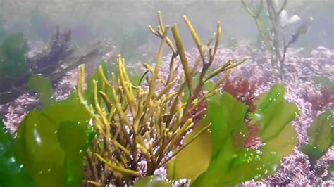 The Healing Powers of Ocean Beach's Seaweed